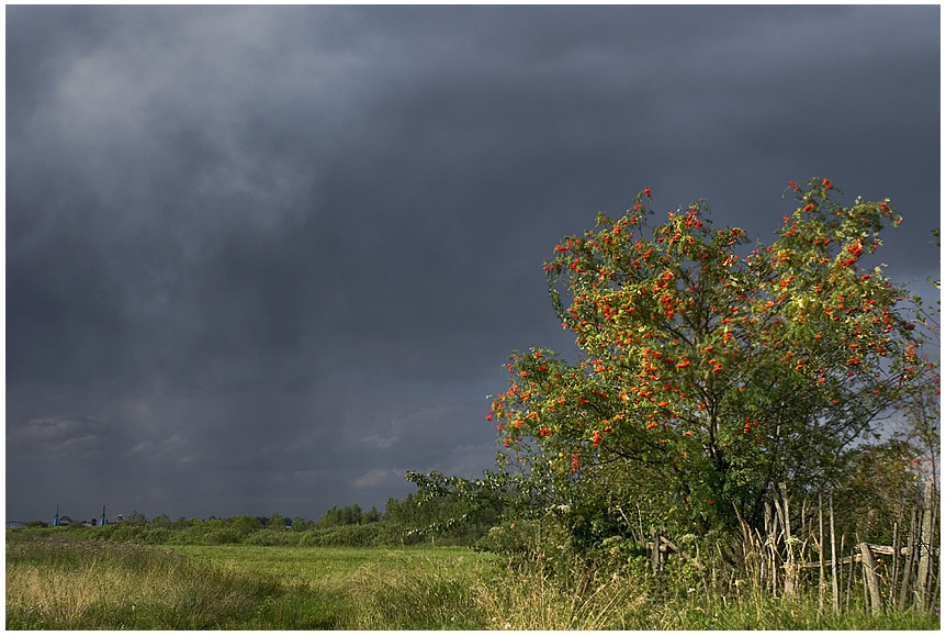 photo "Rowan rain" tags: landscape, clouds, summer