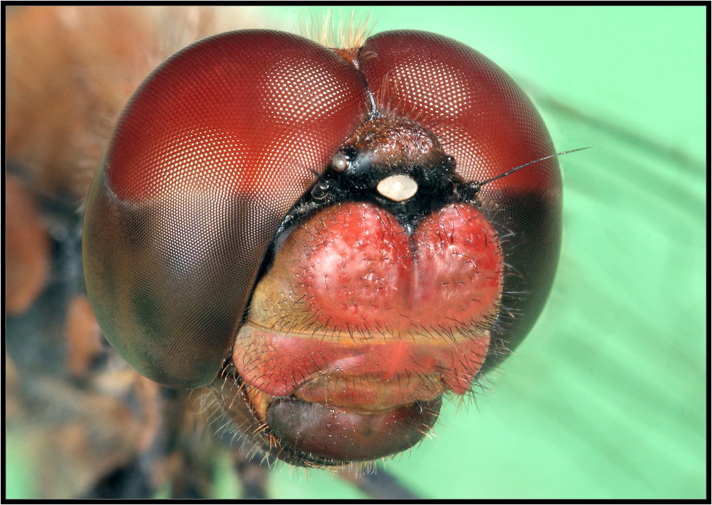 photo "Red dragonfly" tags: macro and close-up, nature, insect