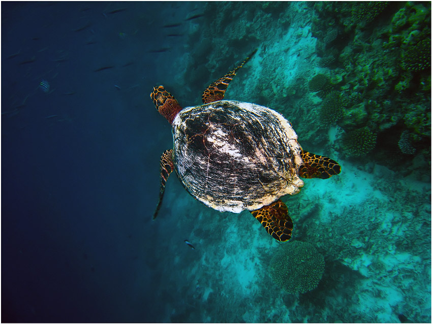 photo "***" tags: underwater, nature, 