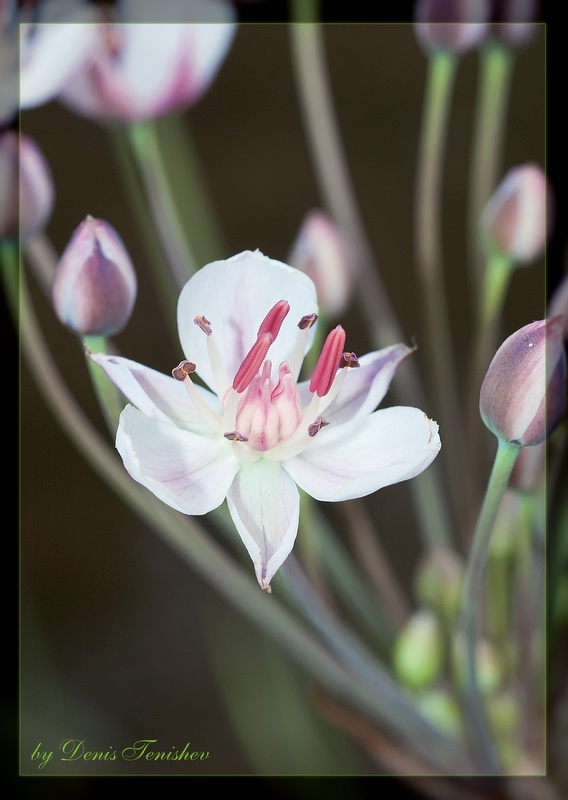 photo "***" tags: nature, macro and close-up, flowers