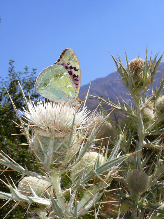 photo "Butterfly" tags: nature, landscape, insect, mountains