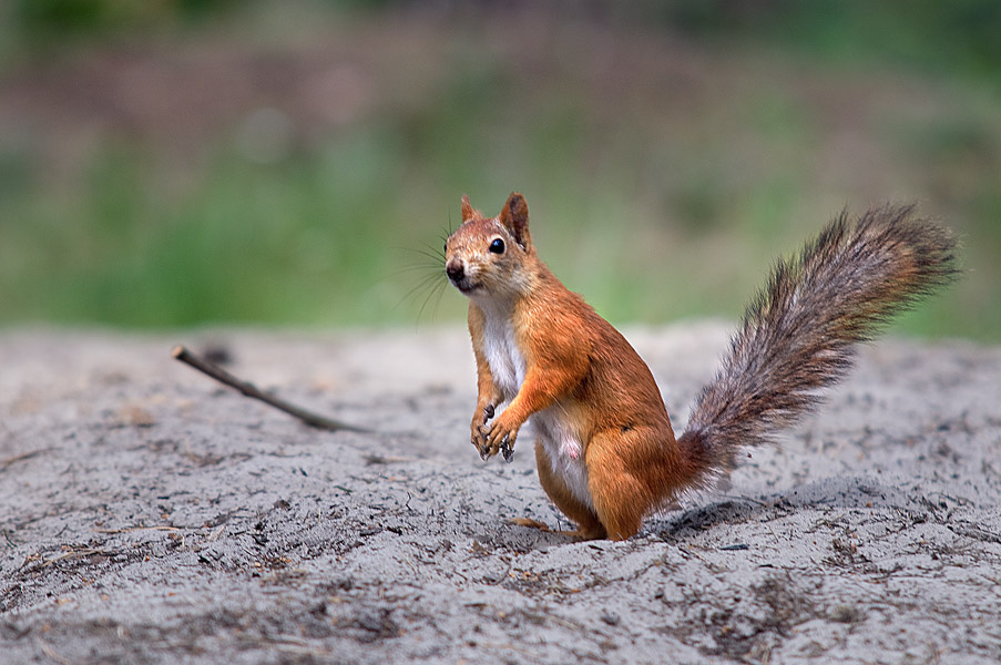 photo "***" tags: nature, wild animals