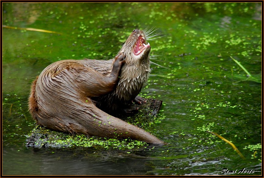 photo "otter ==Выдра" tags: nature, travel, wild animals