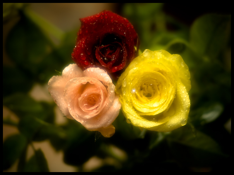 photo "Игра цвета" tags: nature, misc., flowers