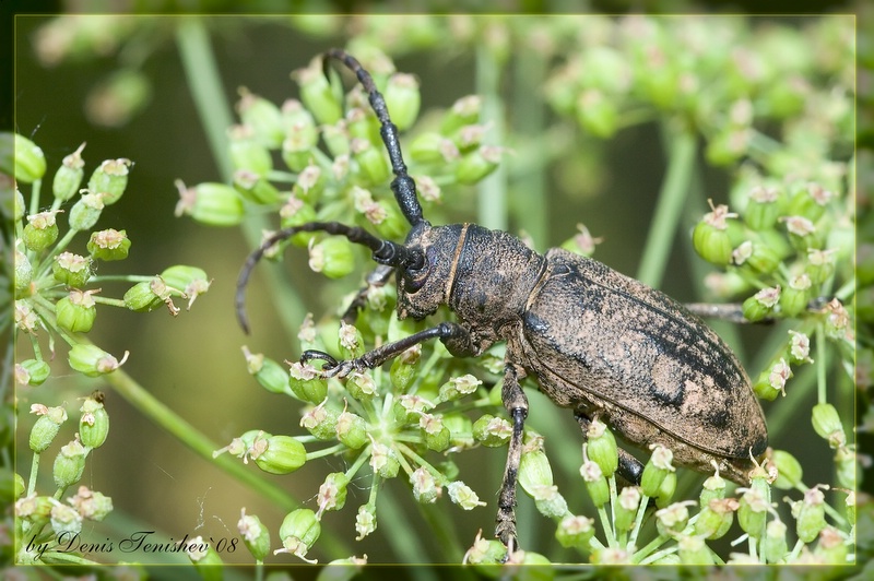 фото "Real bug 2" метки: природа, макро и крупный план, насекомое