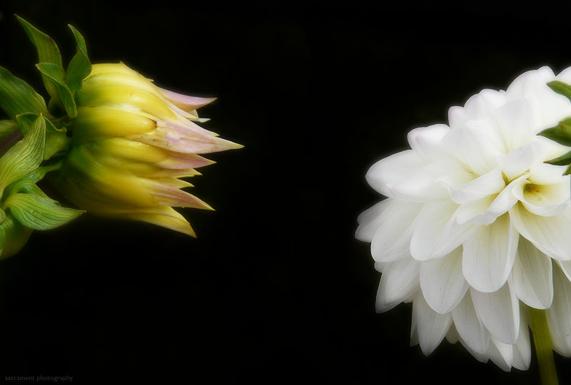 photo "dialogue of flowers" tags: still life, 