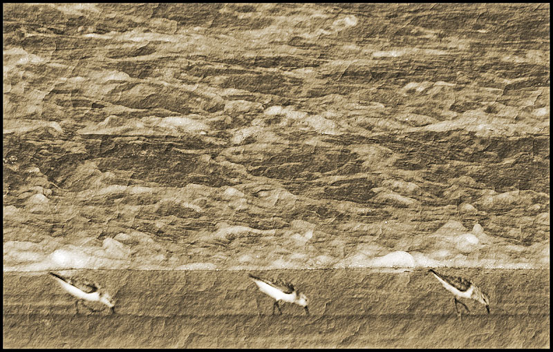 фото "У моря" метки: природа, абстракция, дикие животные