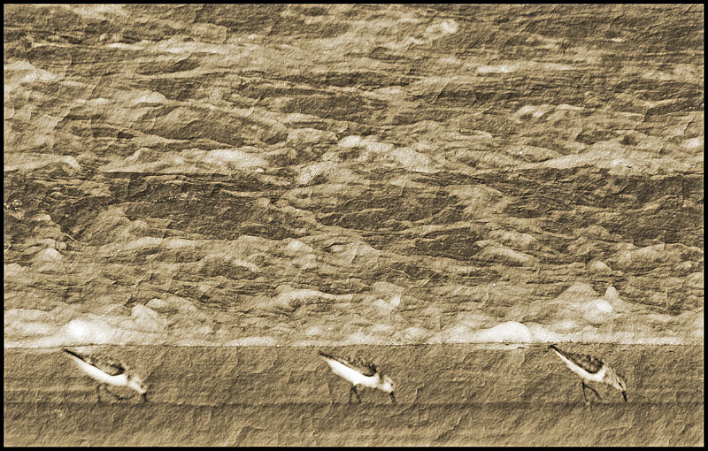 photo "Surf" tags: nature, abstract, wild animals
