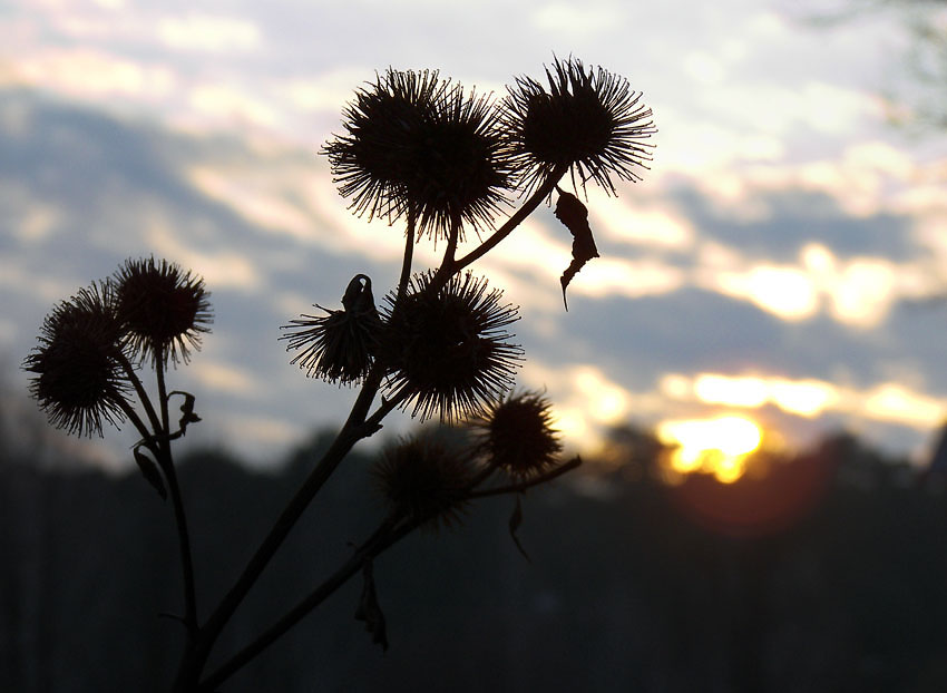 photo "***" tags: nature, landscape, flowers, sunset