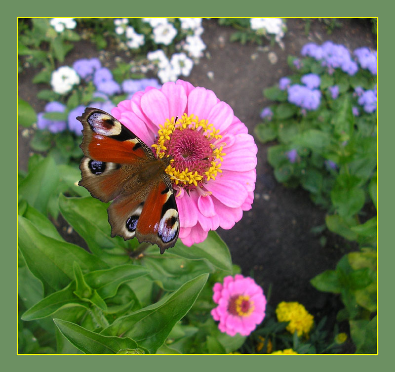 photo "***" tags: nature, insect