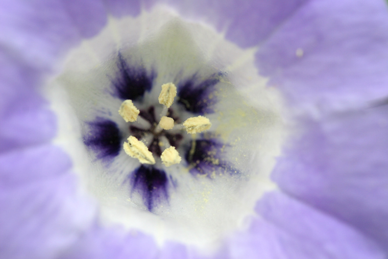 photo "*" tags: nature, flowers