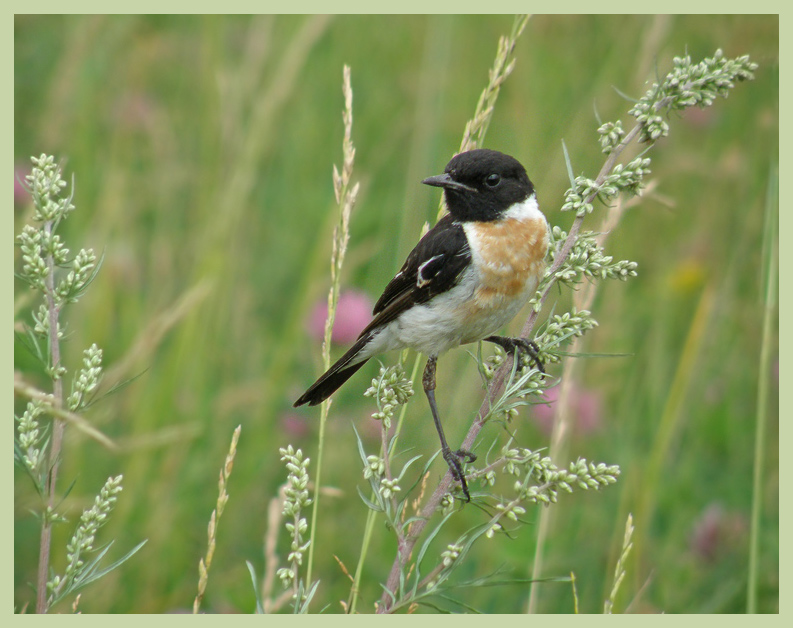 photo "Stonechat" tags: nature, wild animals