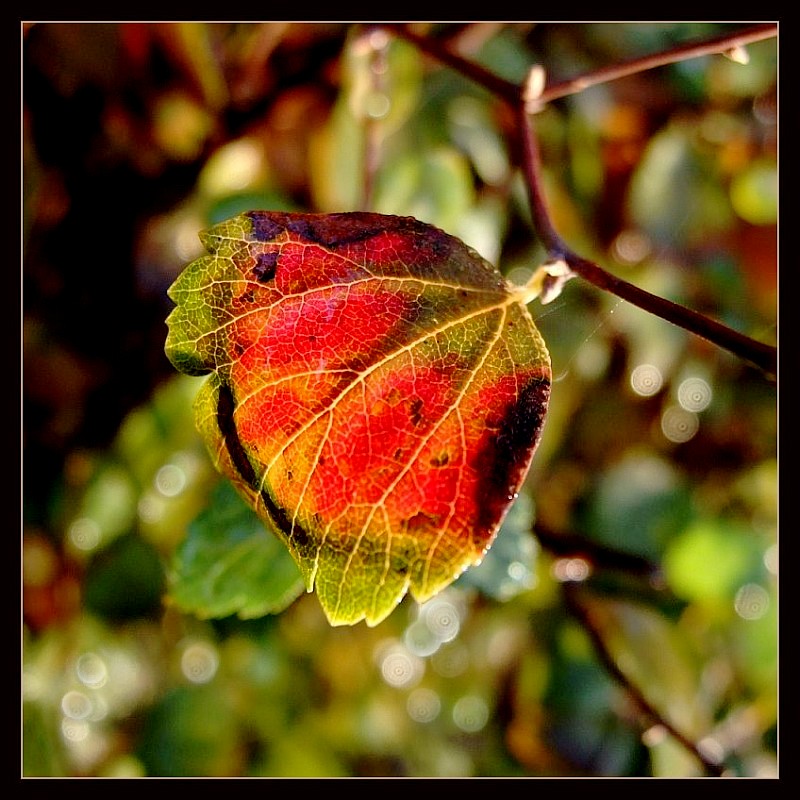 photo "autumn feeling" tags: nature, flowers