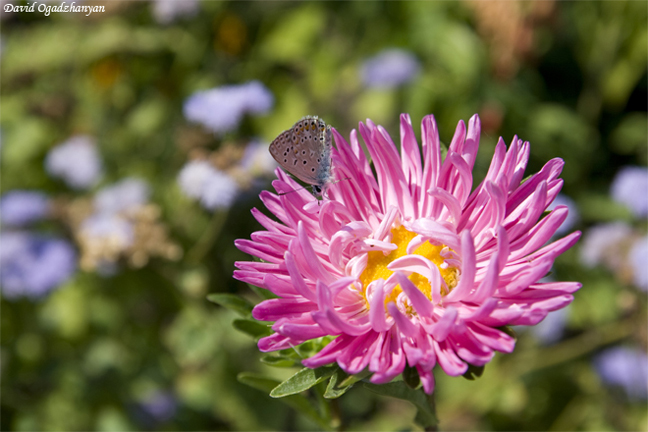 фото "butterfly on a flower" метки: природа, цветы