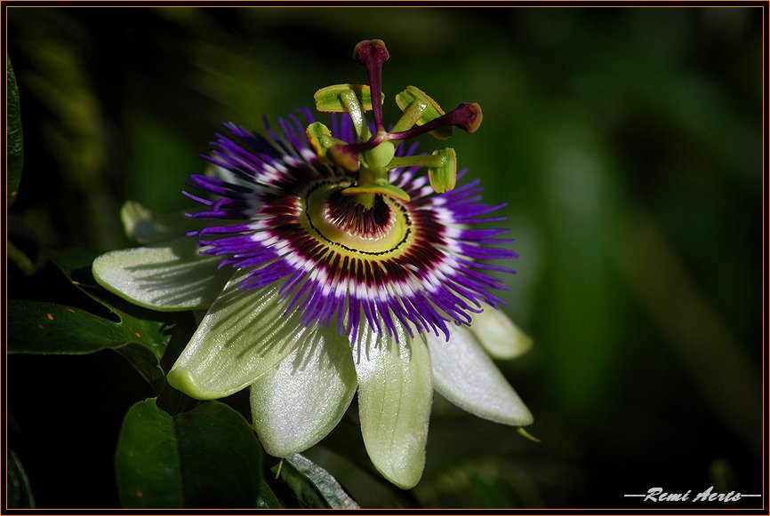 photo "Passiflora" tags: nature, macro and close-up, flowers