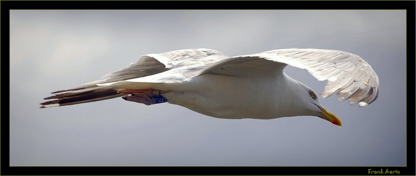 photo "In the wind" tags: nature, wild animals