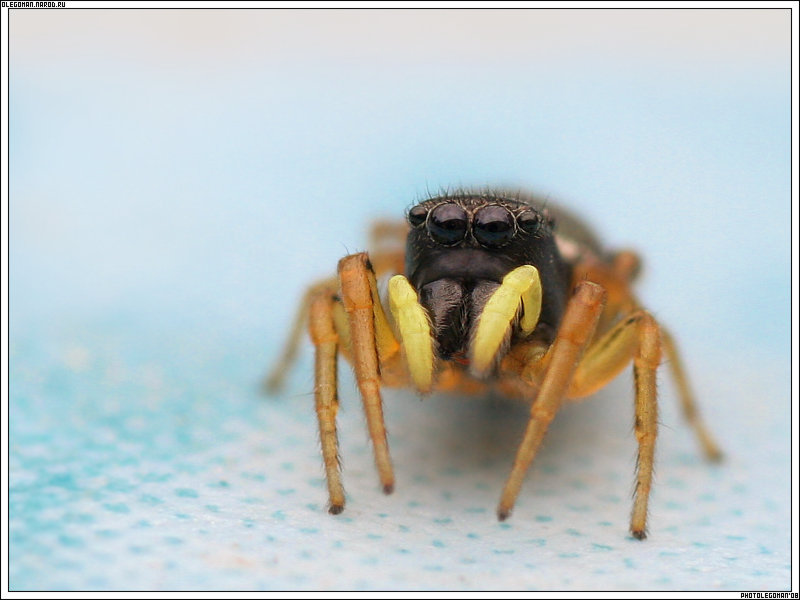 photo "Small Spider" tags: nature, macro and close-up, insect