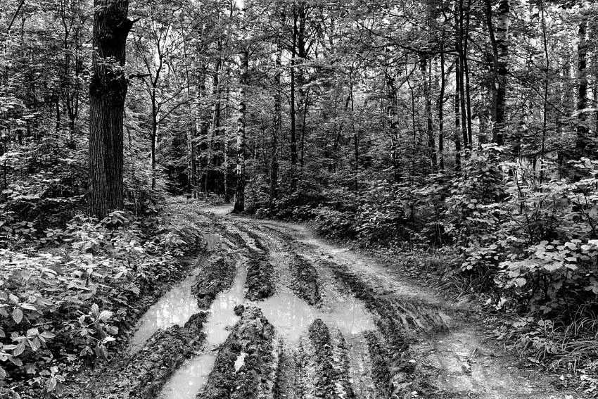 photo "Occasional showers" tags: landscape, black&white, forest