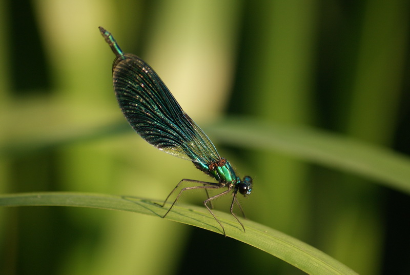 фото "Зеленая краса" метки: природа, макро и крупный план, насекомое