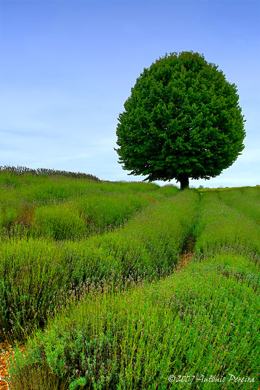 photo "The tree" tags: landscape, forest