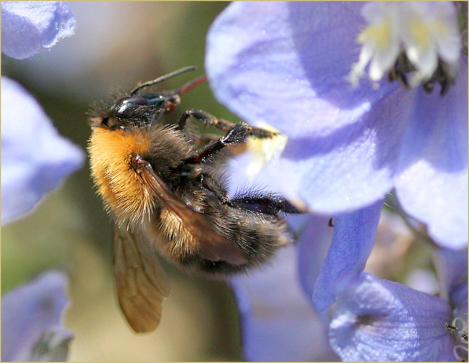 фото "Always busy..." метки: , 