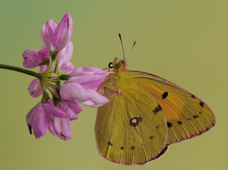 photo "***" tags: macro and close-up, 