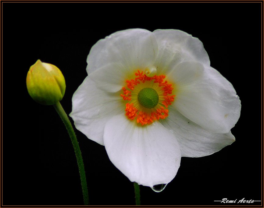 photo "after the rain" tags: macro and close-up, nature, flowers