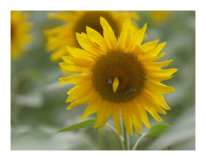 photo "baehhhhh" tags: nature, flowers