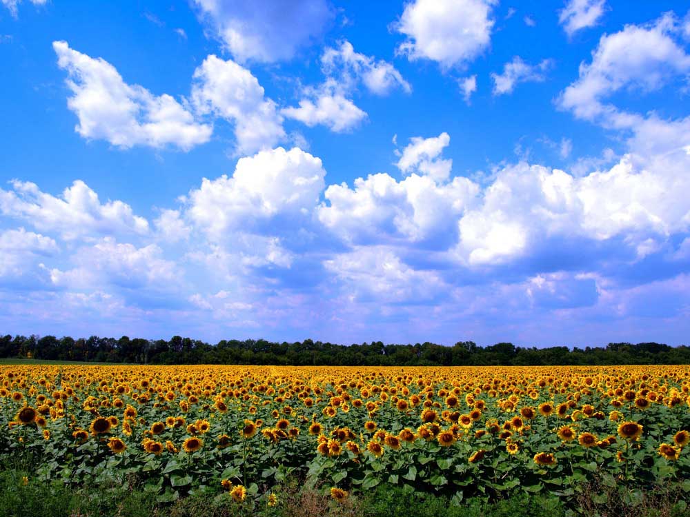 photo "*****" tags: landscape, summer
