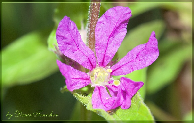 фото "Rumpled flower" метки: природа, макро и крупный план, цветы