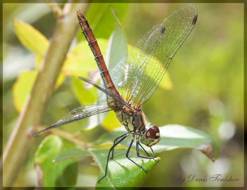 фото "A dragon-fly is a gymnast" метки: природа, макро и крупный план, насекомое