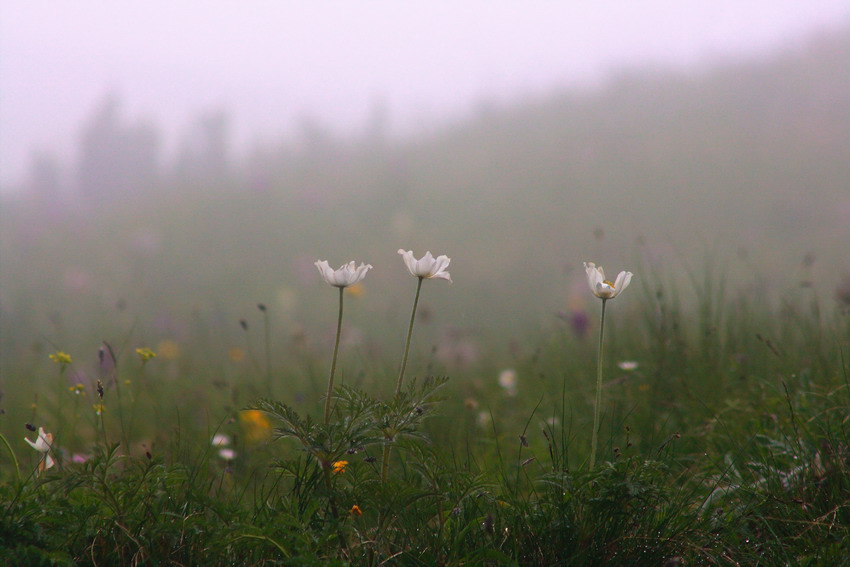 photo "***" tags: nature, flowers