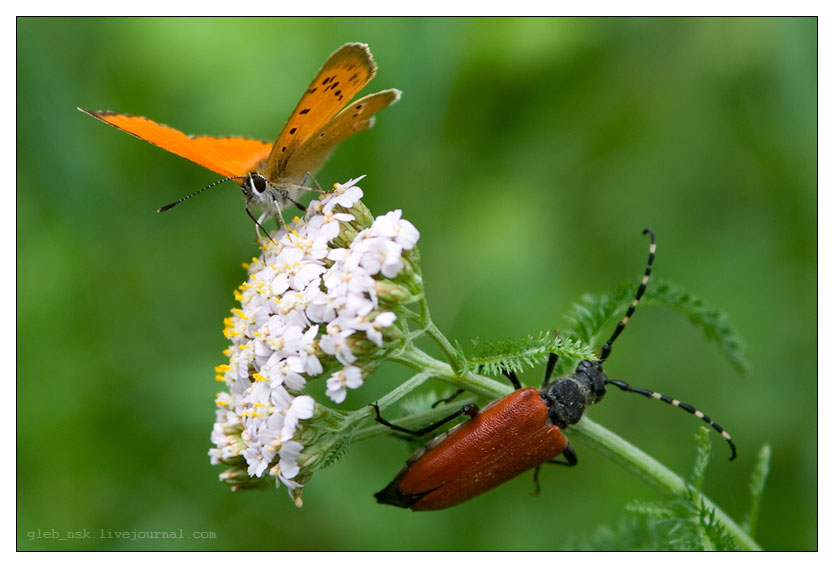 photo "***" tags: macro and close-up, nature, insect