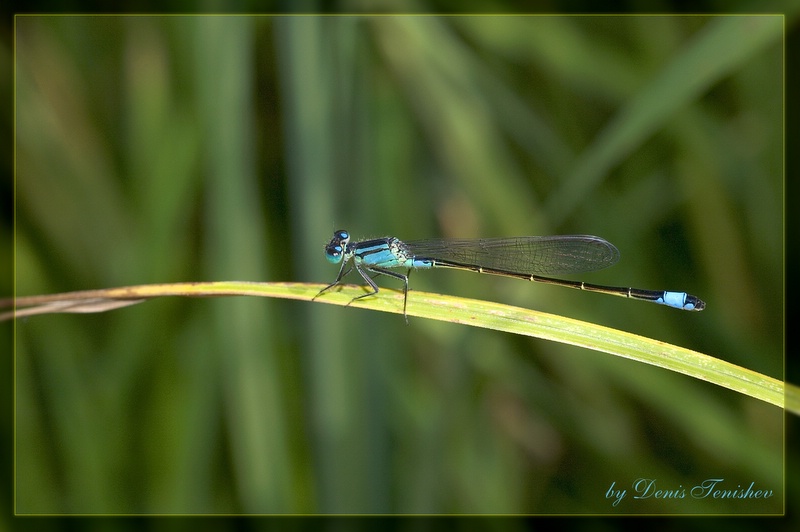 photo "***" tags: nature, macro and close-up, insect