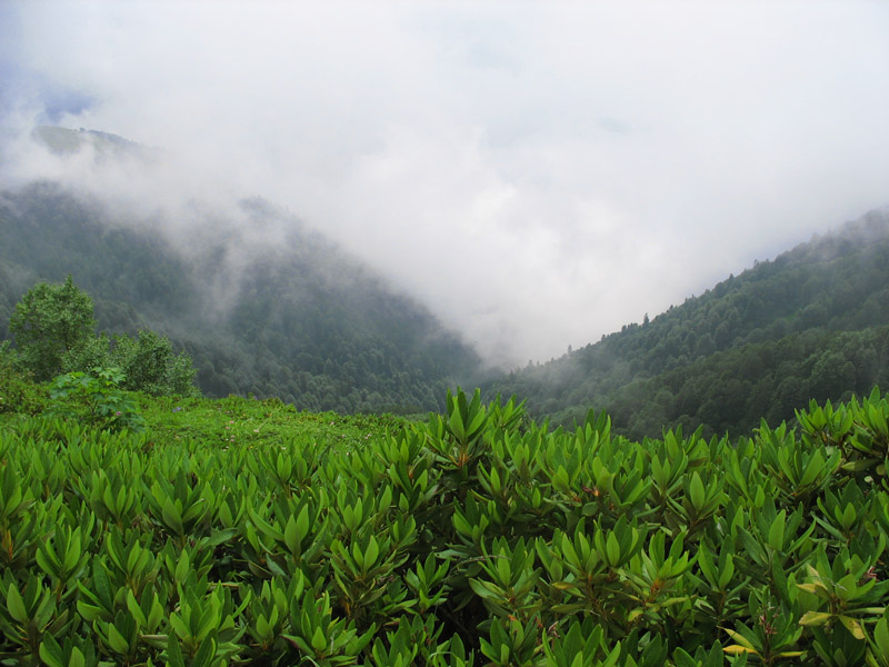 photo "Abkhazia" tags: landscape, mountains, summer