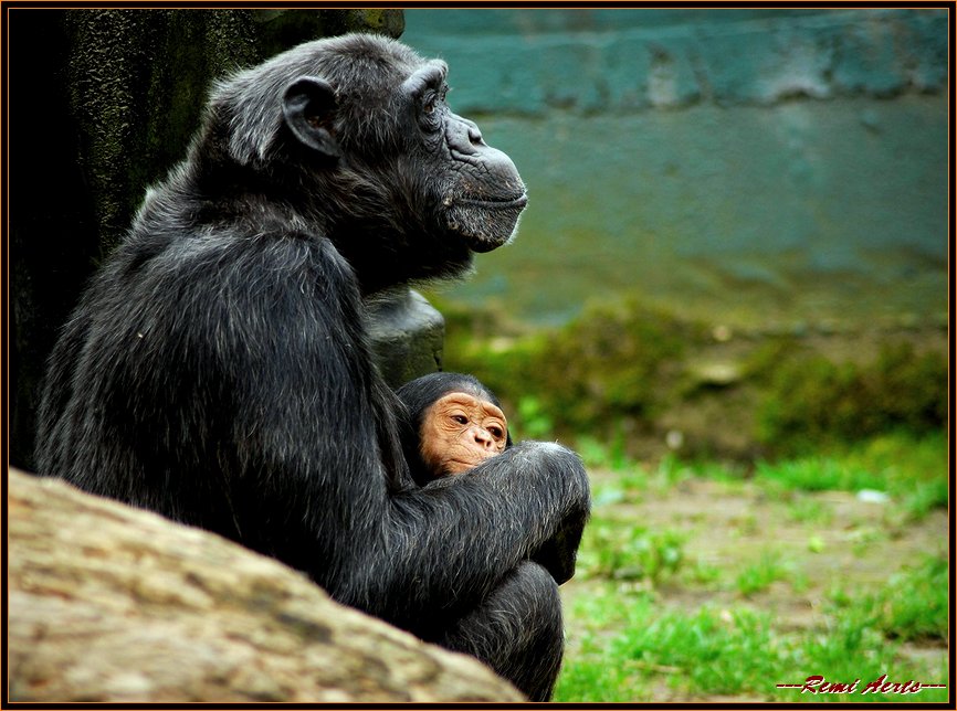 фото "mother and child" метки: природа, портрет, дикие животные