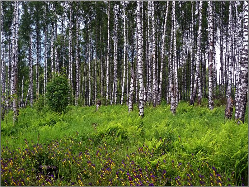 photo "Birchwood" tags: landscape, summer