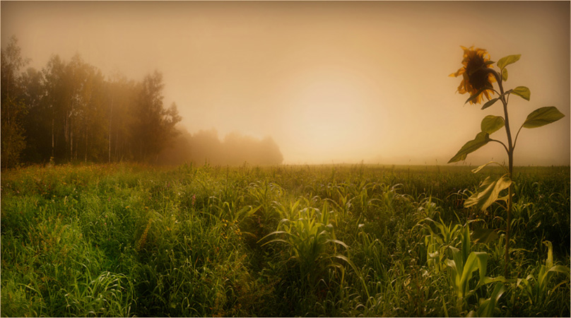 photo "Misty morning" tags: landscape, summer