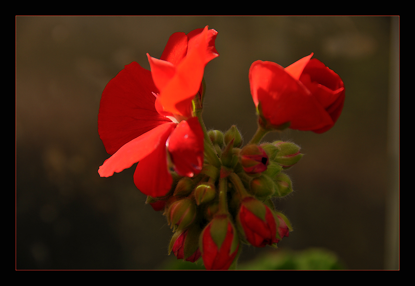 photo "Red" tags: nature, flowers