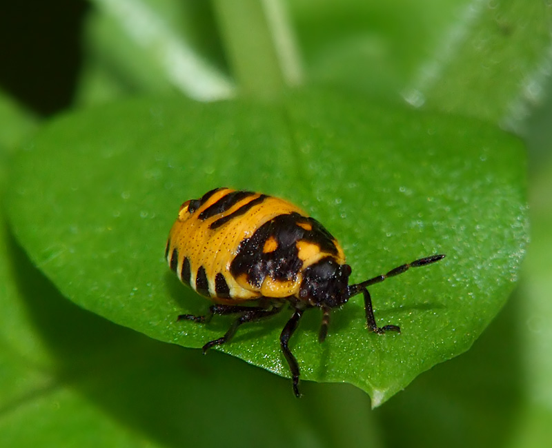 photo "***" tags: nature, macro and close-up, insect