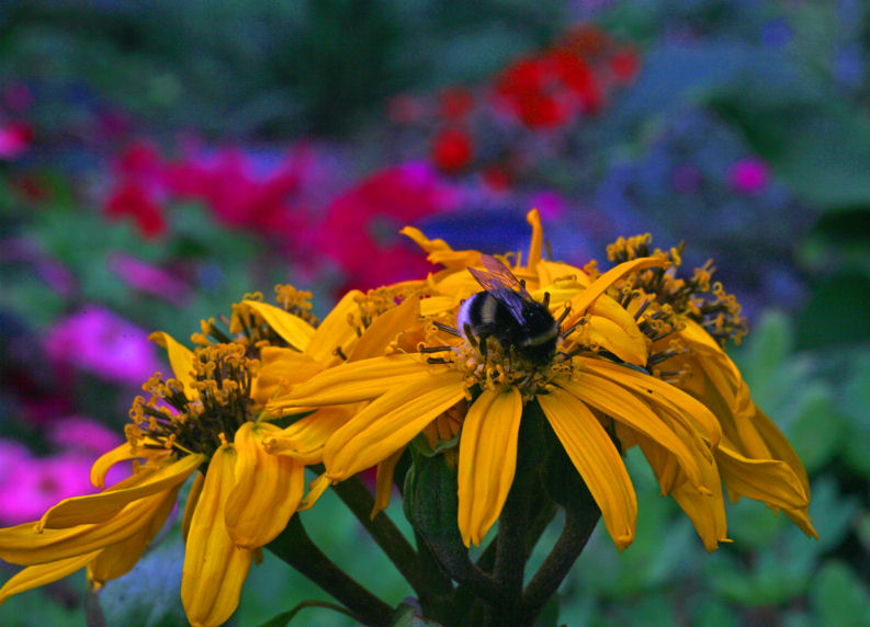 photo "buzzy bumble-bee" tags: nature, insect