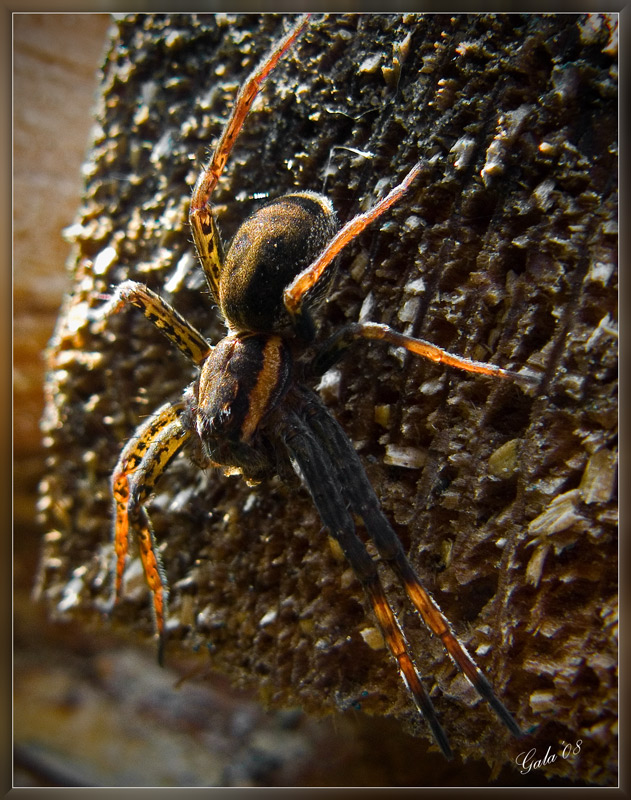 photo "Velvet spider" tags: nature, macro and close-up, insect