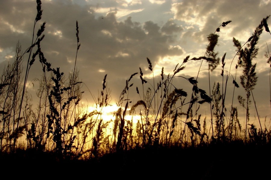 photo "***" tags: landscape, summer, sunset