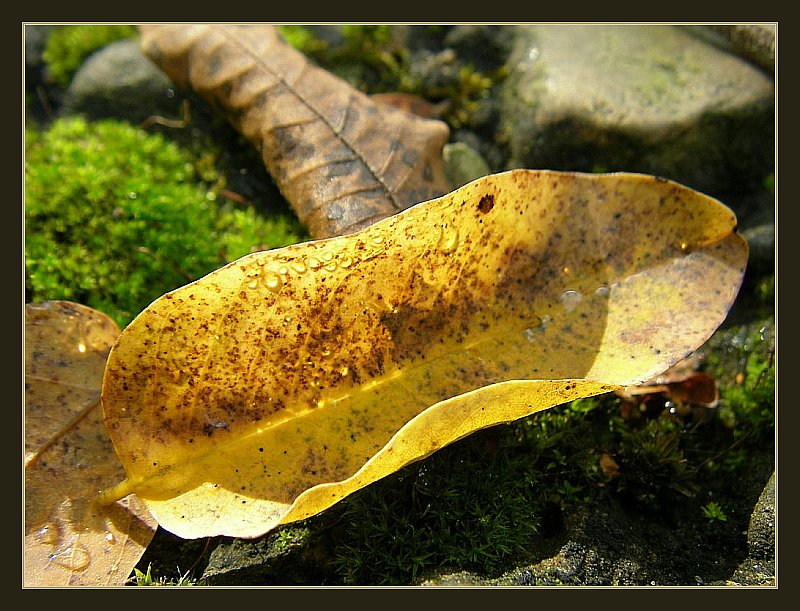 photo "l2" tags: nature, macro and close-up, flowers