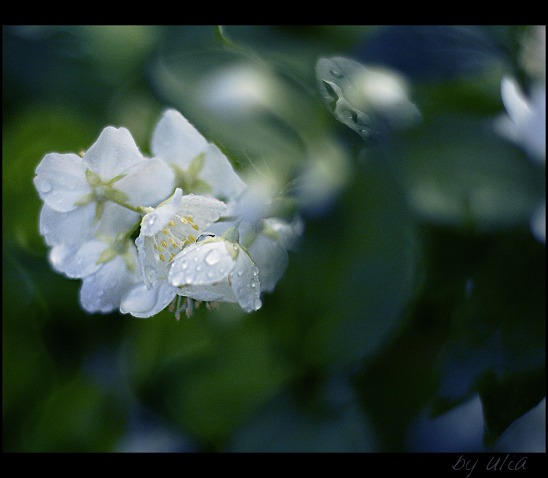 photo "***" tags: nature, flowers