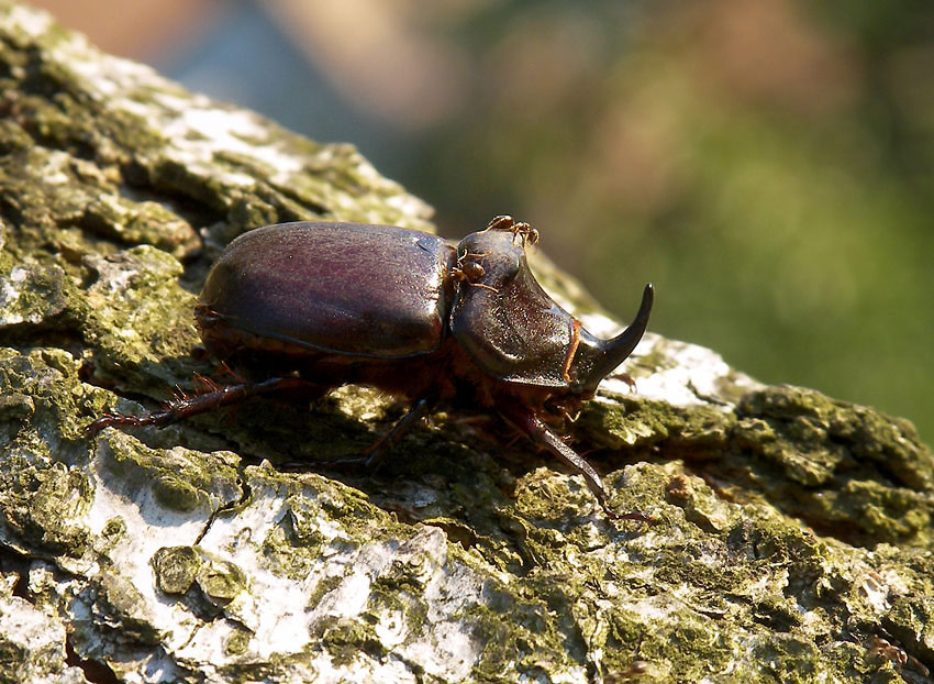 photo "***" tags: macro and close-up, nature, insect