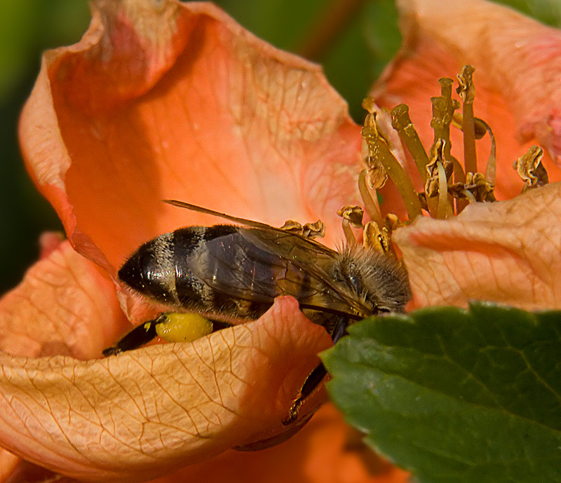 photo "***" tags: nature, macro and close-up, insect