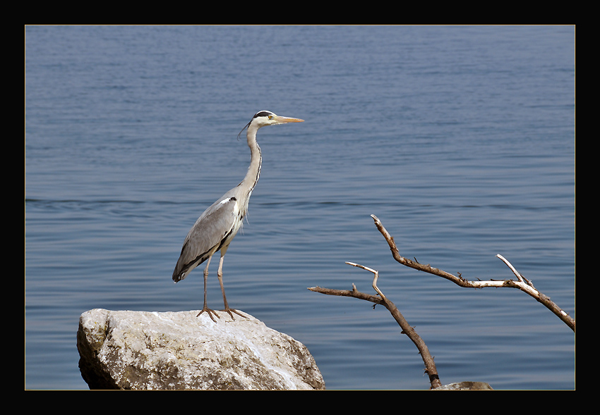 photo "Waiting for dinner" tags: nature, wild animals