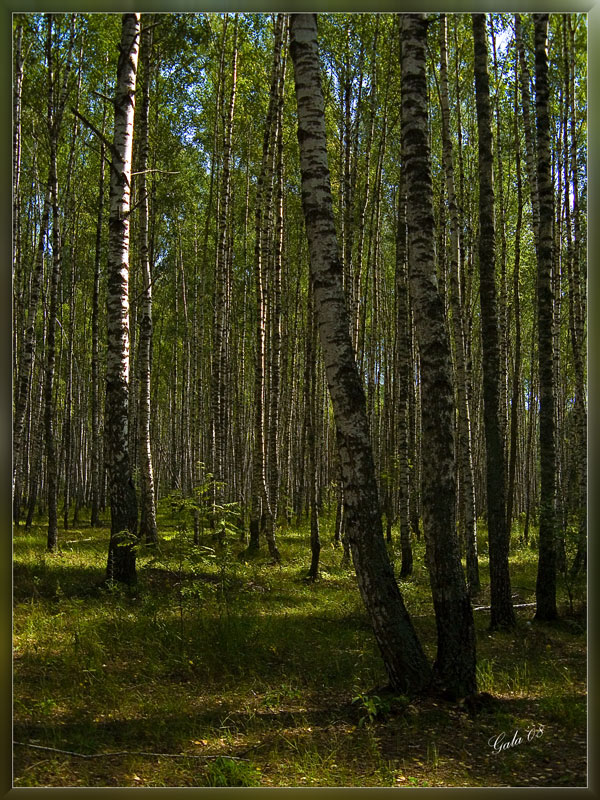 photo "Birch twilight" tags: landscape, forest, summer
