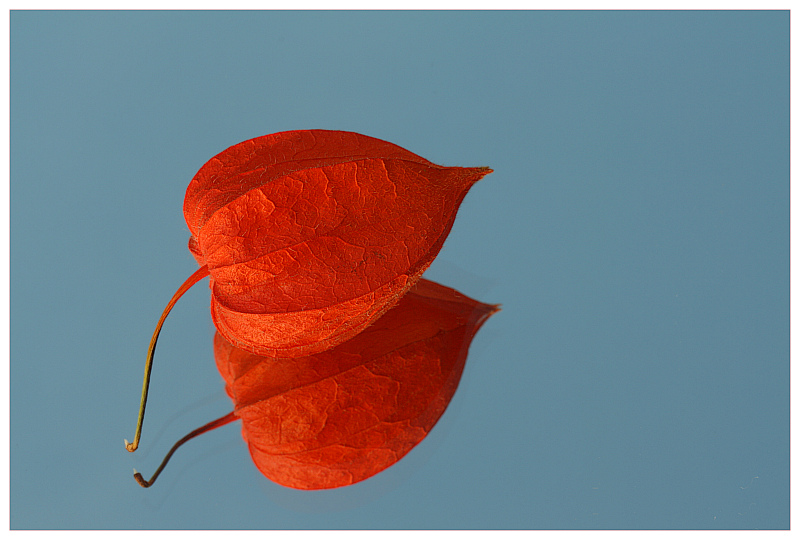 фото "Physalis" метки: природа, цветы